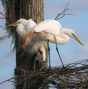 Mating Season - Great Egrets I